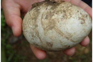 農(nóng)民見到孔雀蛋！