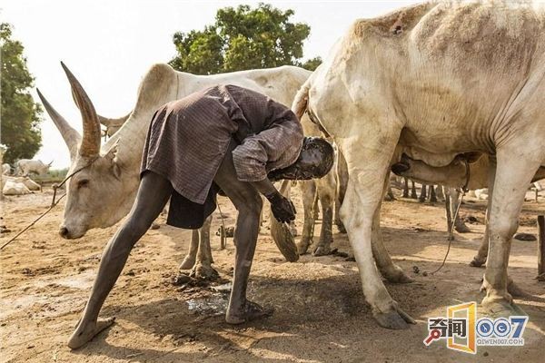 往身上涂牛糞，用牛尿洗頭，這個部落的生活每天如此