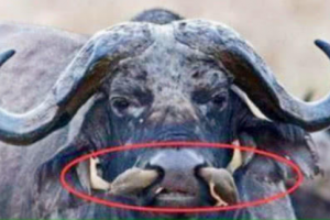 男子野外看到黑鼻上有異樣，拍照拿去問村民后，村民解釋瞬間明白了