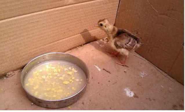 農(nóng)民見到孔雀蛋!(圖3) 農(nóng)民見到孔雀蛋!(圖3)