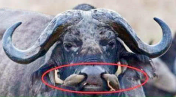 男子野外看到黑鼻上有異樣，拍照拿去問(wèn)村民后，村民解釋瞬間明白了(圖1)