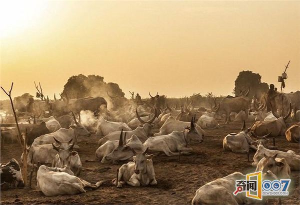 往身上涂牛糞，用牛尿洗頭，這個(gè)部落的生活每天如此(圖6)