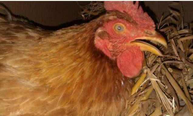 農(nóng)民見到孔雀蛋!(圖2) 農(nóng)民見到孔雀蛋!(圖2)