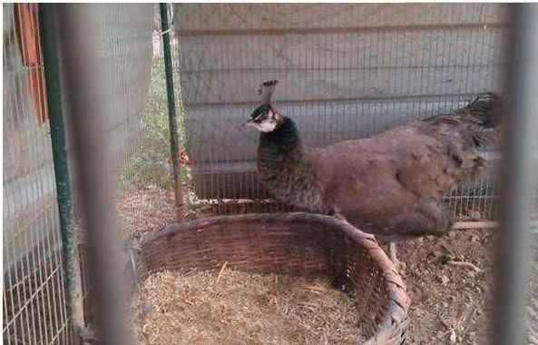 農(nóng)民見到孔雀蛋!(圖4) 農(nóng)民見到孔雀蛋!(圖4)