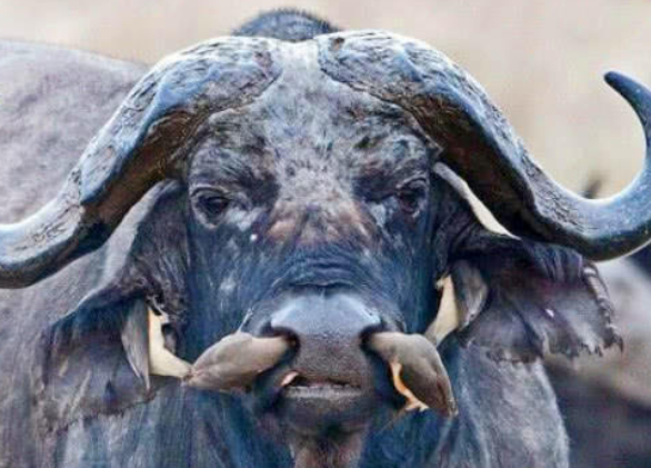 男子野外看到黑鼻上有異樣，拍照拿去問(wèn)村民后，村民解釋瞬間明白了(圖2)