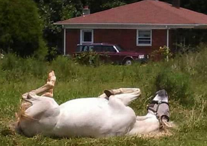 美國一懶馬下雪天不進屋 愛躺著睡覺常被誤以為已死(圖3) 美國一懶馬下雪天不進屋 愛躺著睡覺常被誤以為已死(圖3)