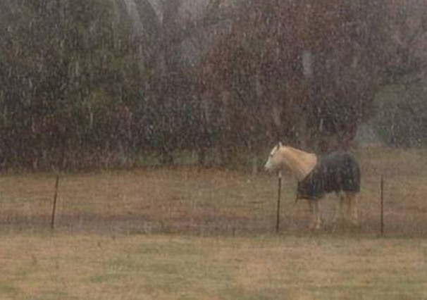美國一懶馬下雪天不進屋 愛躺著睡覺常被誤以為已死(圖2) 美國一懶馬下雪天不進屋 愛躺著睡覺常被誤以為已死(圖2)