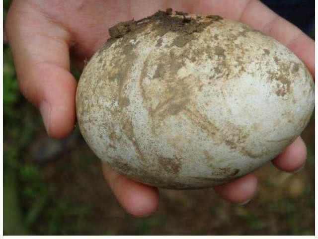 農(nóng)民見到孔雀蛋!(圖1) 農(nóng)民見到孔雀蛋!(圖1)