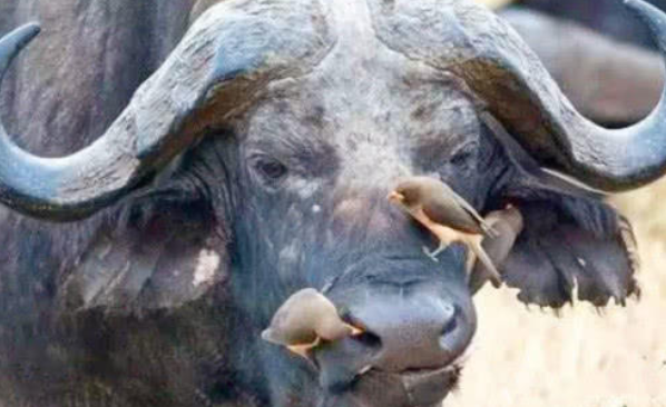 男子野外看到黑鼻上有異樣，拍照拿去問(wèn)村民后，村民解釋瞬間明白了(圖3)