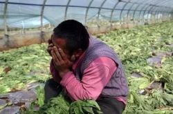 多地農(nóng)產(chǎn)品滯銷新聞引發(fā)社會關(guān)注 如何破解困局